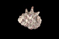 藏品(白齒岩螺)的圖片